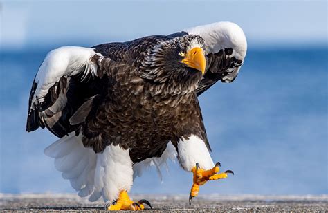 worlds largest eagles